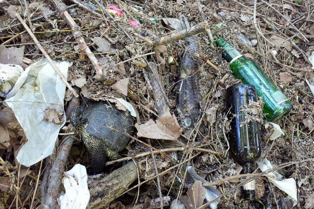 В Одессе из-за осушения пруда погибли рыбы и черепахи