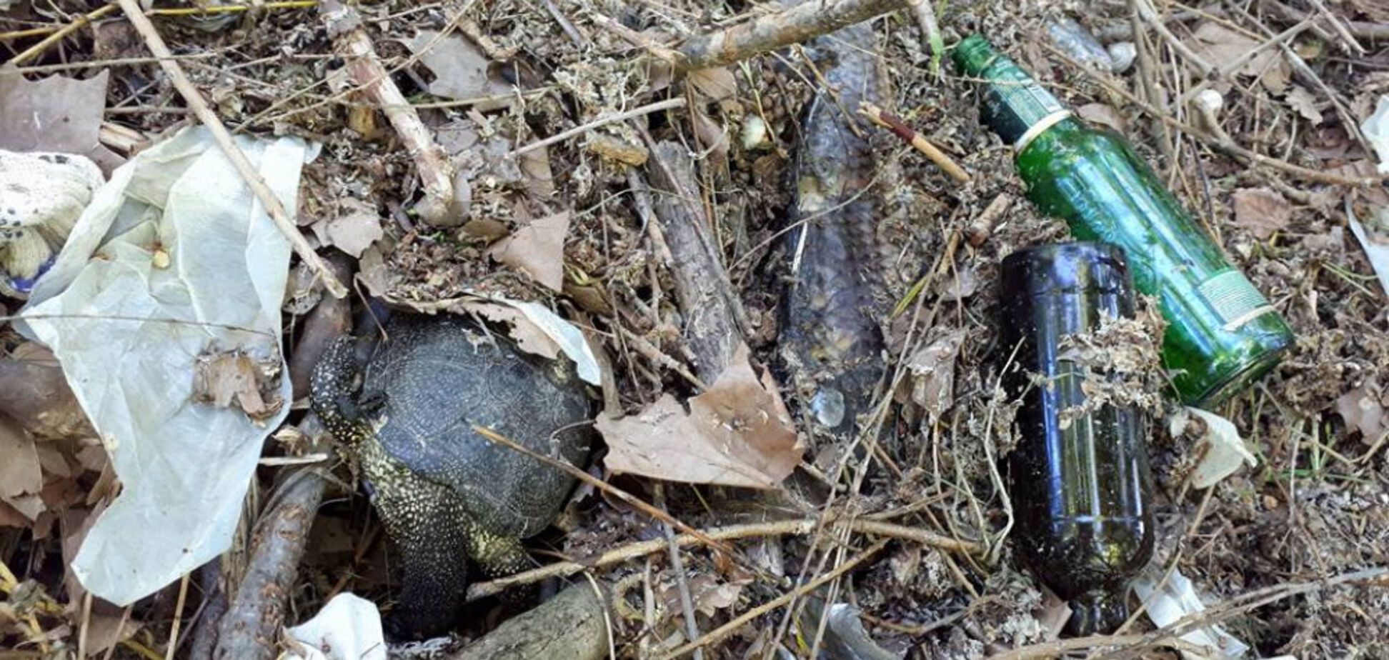 В Одесі через осушення ставка загинули риби і черепахи