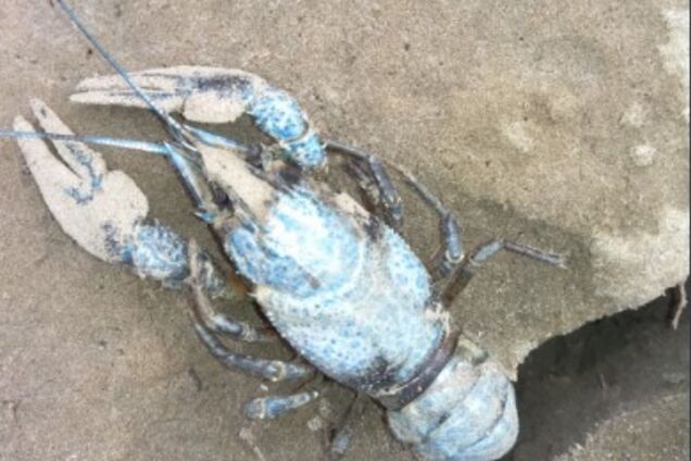 Экологическая катастрофа на Донбассе: журналист показал, что натворили оккупанты