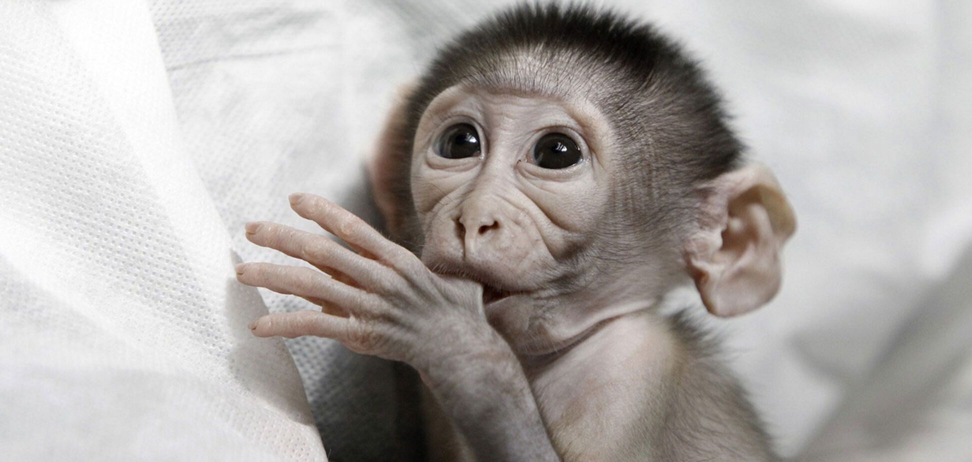 Гріється і їсть! Бердянський зоопарк показав капуцинчика