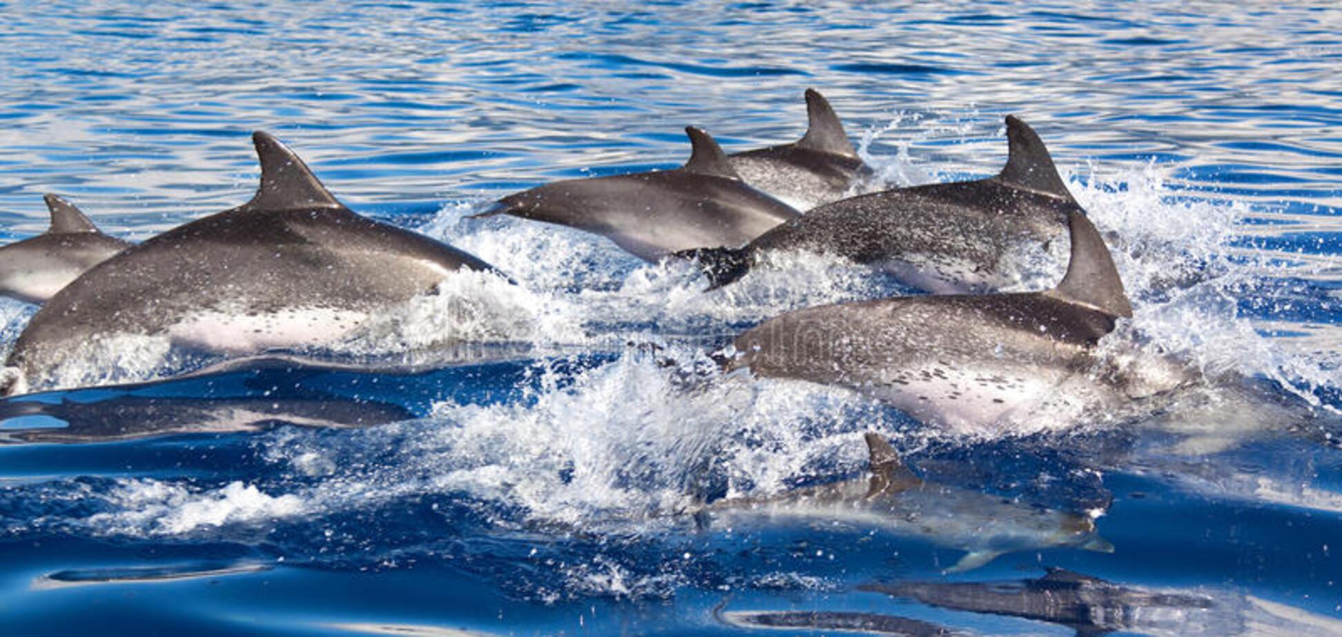 Масова загибель птахів і дельфінів біля берегів Азовського моря: з'явилося пояснення