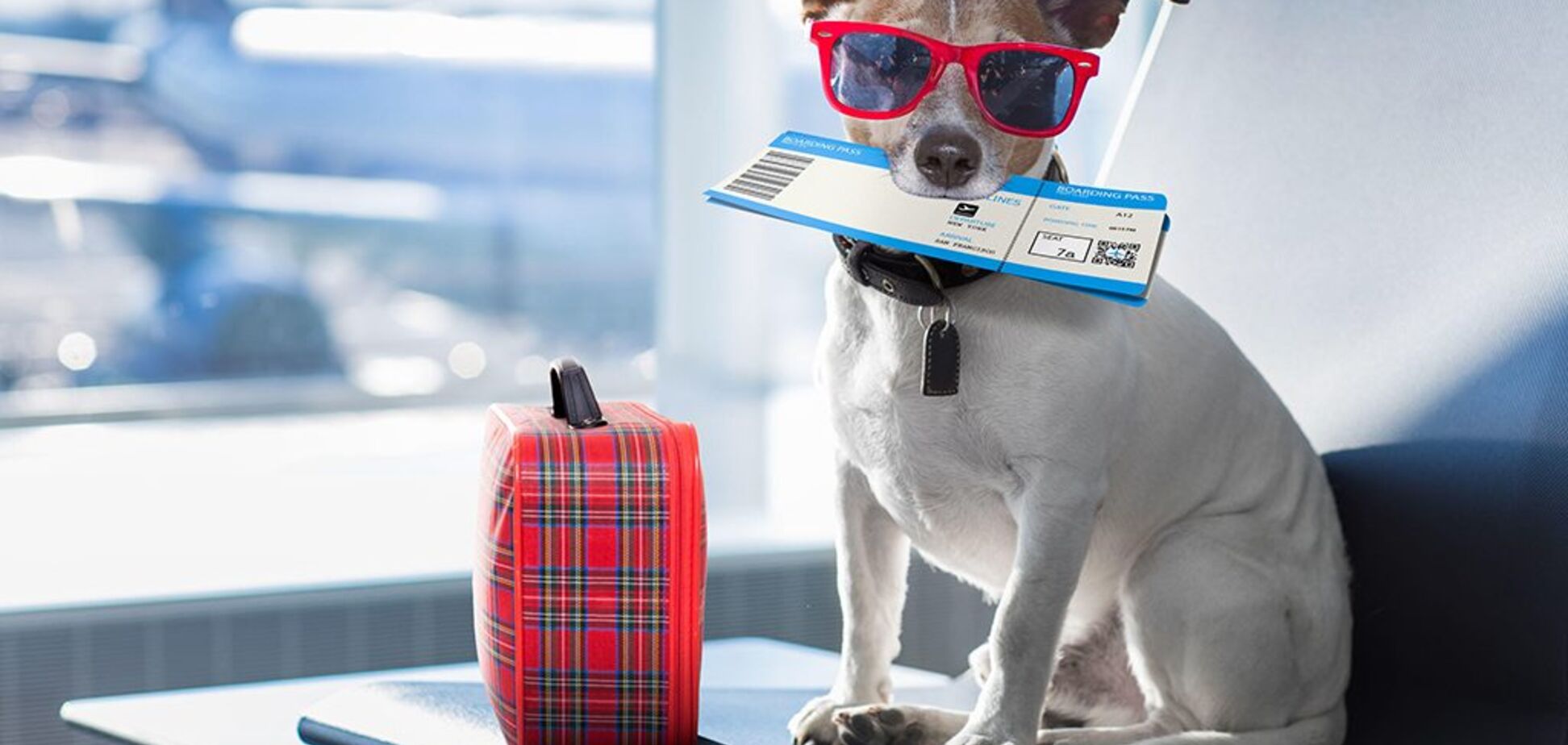 Украина ввела новые правила вывоза животных из страны: что изменилось