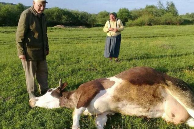 Агрохолдинг 'Мрия' непричастен к массовому отравлению коров на Прикарпатье