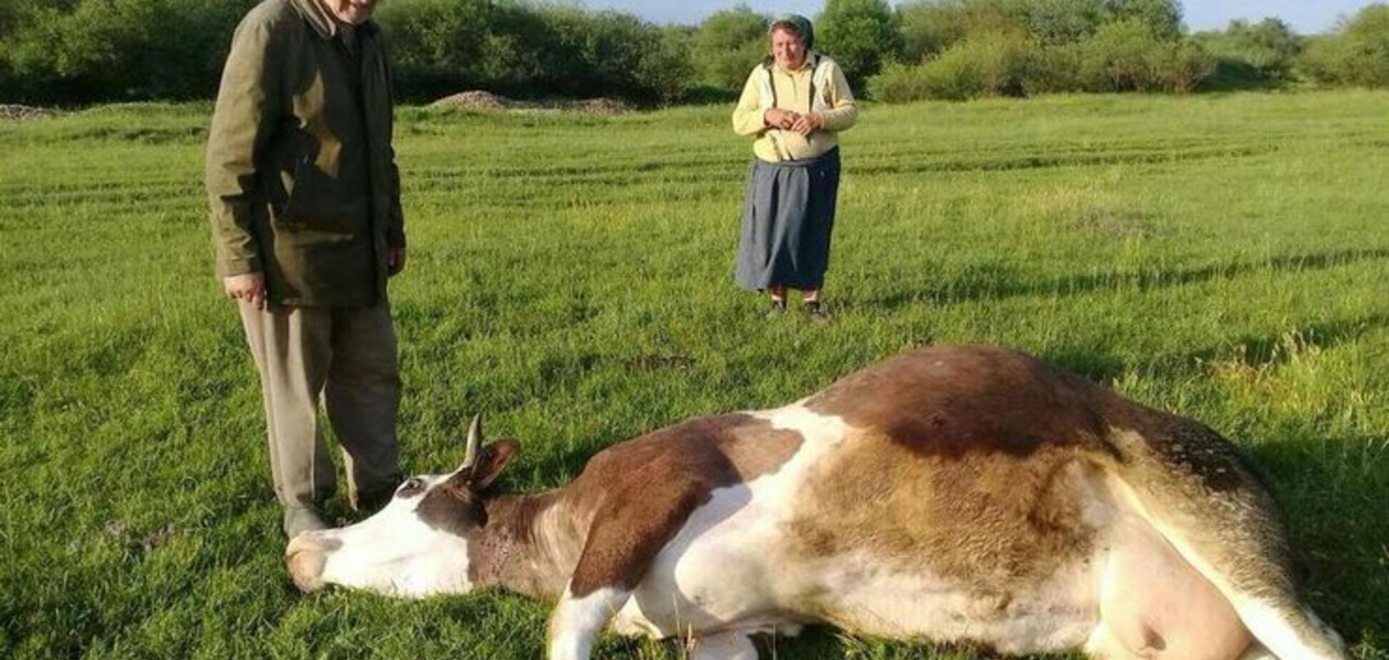 Агрохолдинг 'Мрия' непричастен к массовому отравлению коров на Прикарпатье