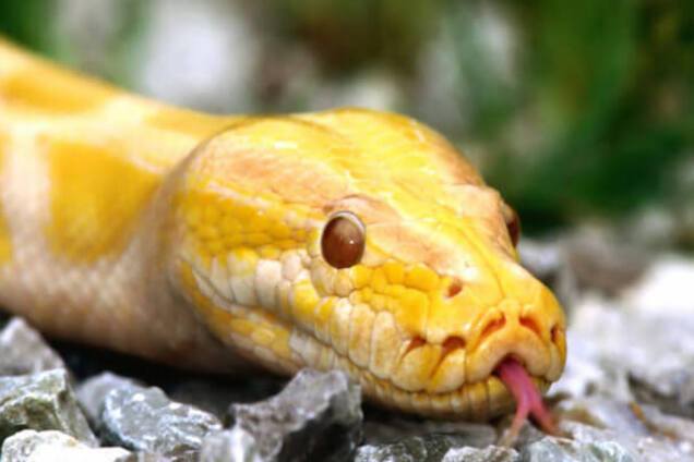 Маленькое чудо: на Закарпатье у питона родился альбинос