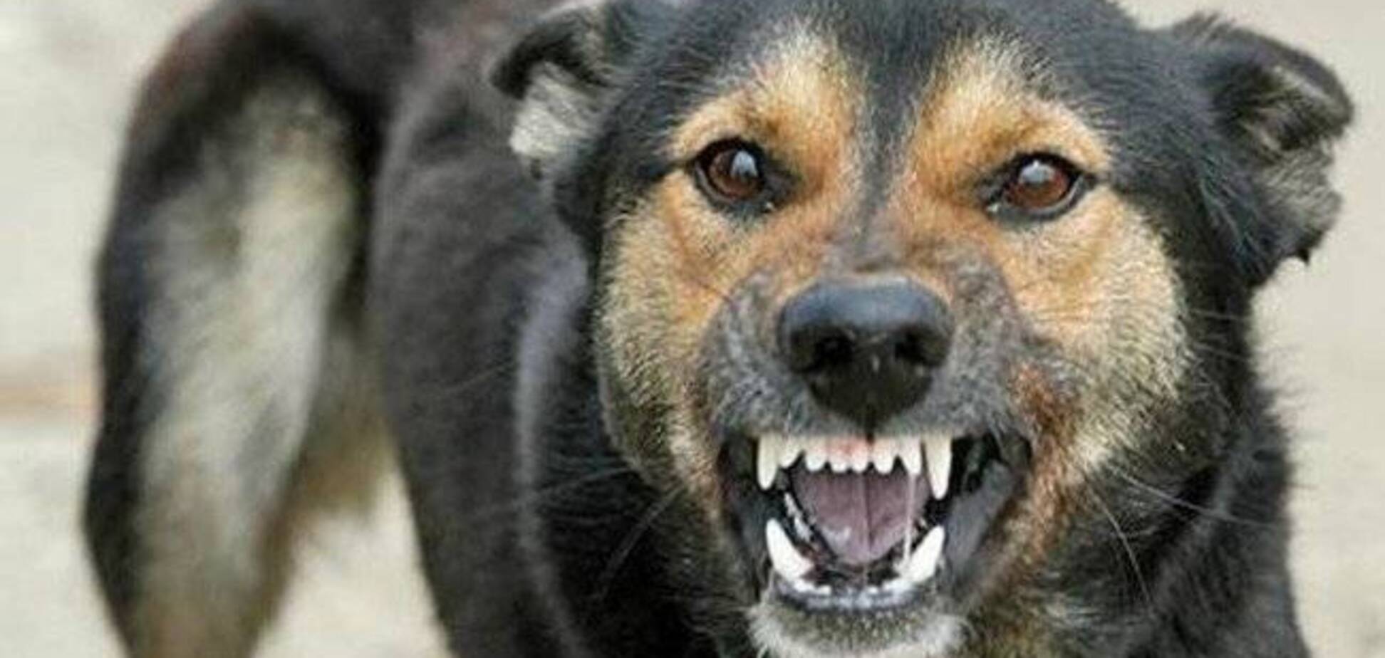 В Киеве ввели карантин из-за бешенства собак: названа опасная зона