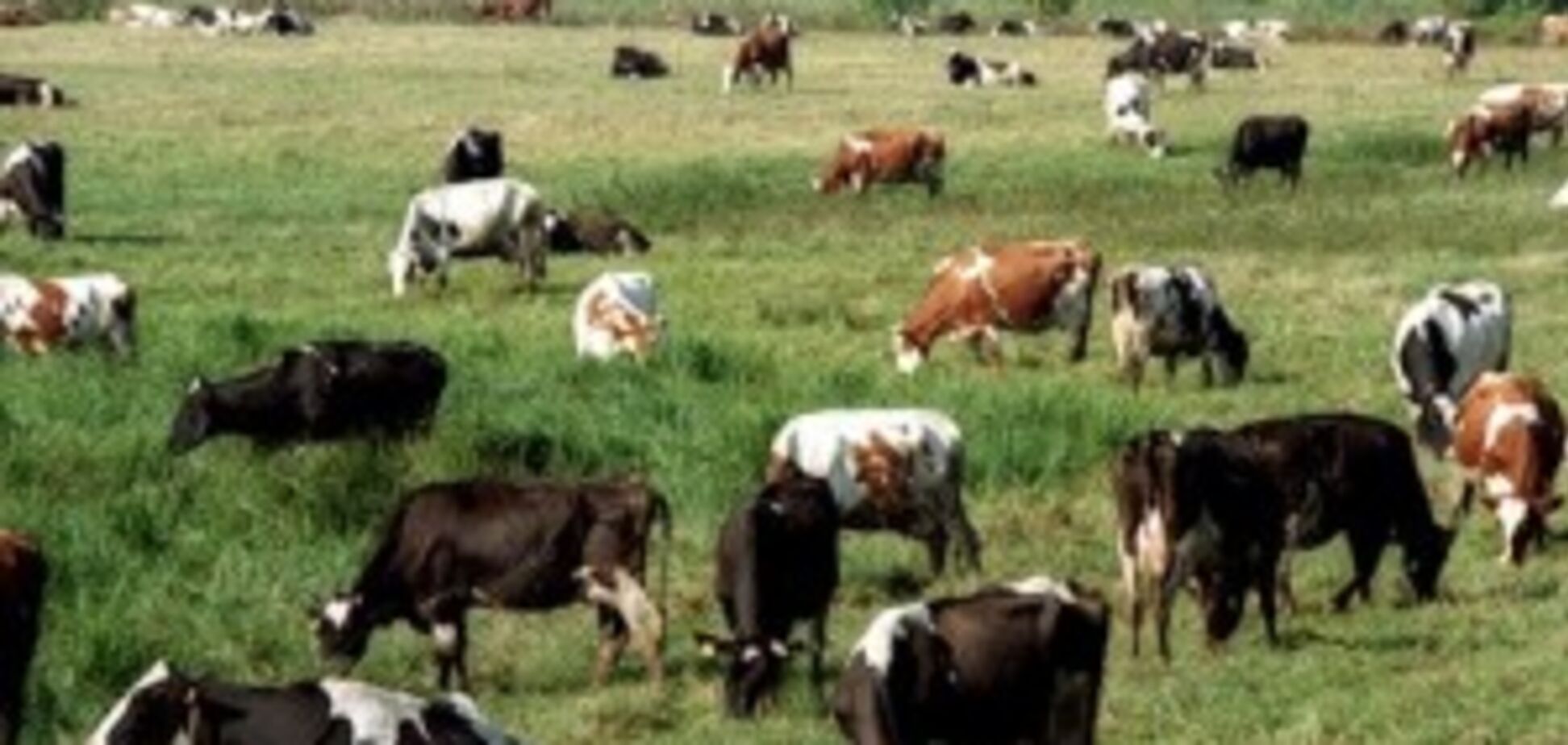 Информация о смерти 16 коров на Прикарпатье от отравления оказалась фейком