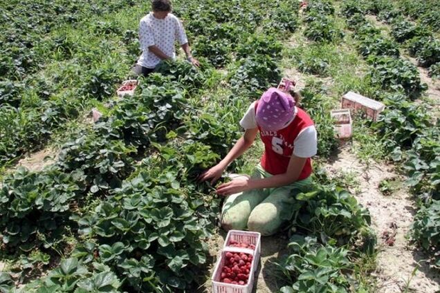 Украина на пороге кадрового дефицита: эксперт развенчала миф о заробитчанах