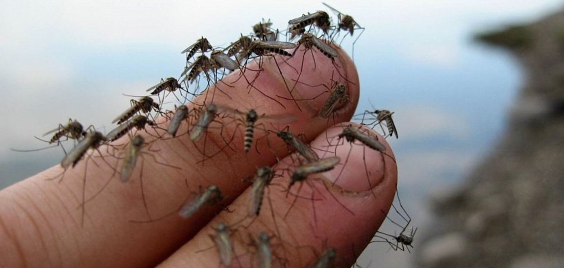 Сезон кровопивців стартував: топ-10 міфів про комарів