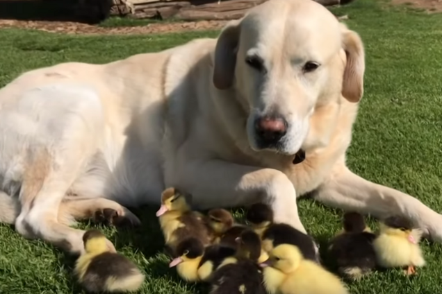 Заменил утятам маму: сеть растрогало милое видео с собакой