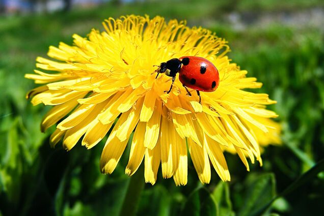 Тепло і сухо: синоптик дала прогноз погоди на початок тижня