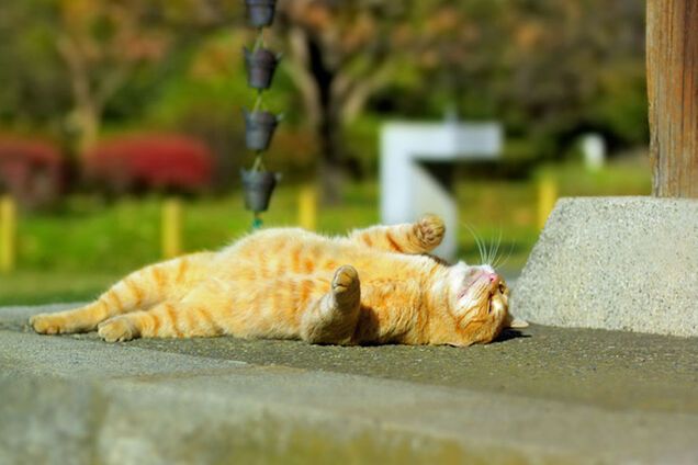 Спека в Україні