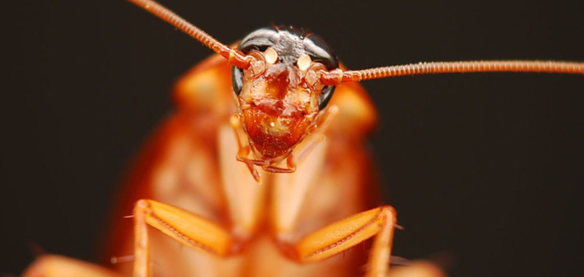 Не убивайте тараканов! Ученые назвали 'супер-еду' будущего