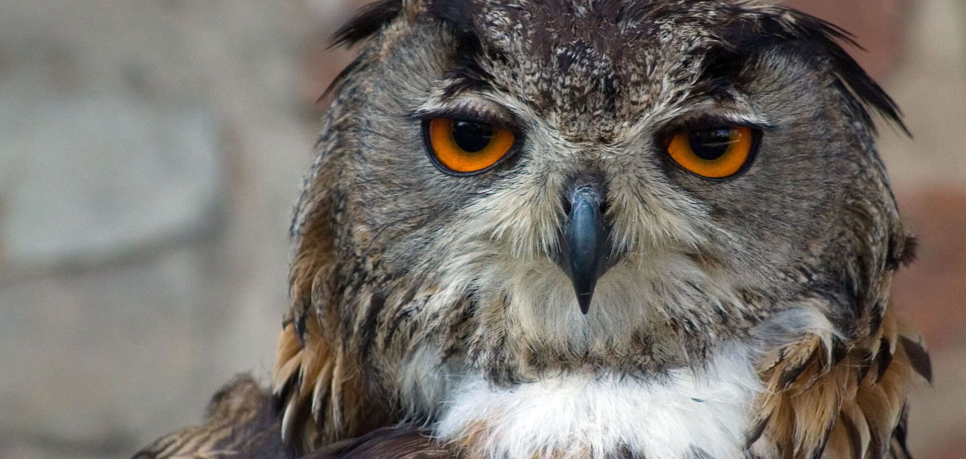 В Украине спасли уникального бубо-бубо: трогательное видео