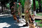 В Харькове появились рыжие пушистые охранники