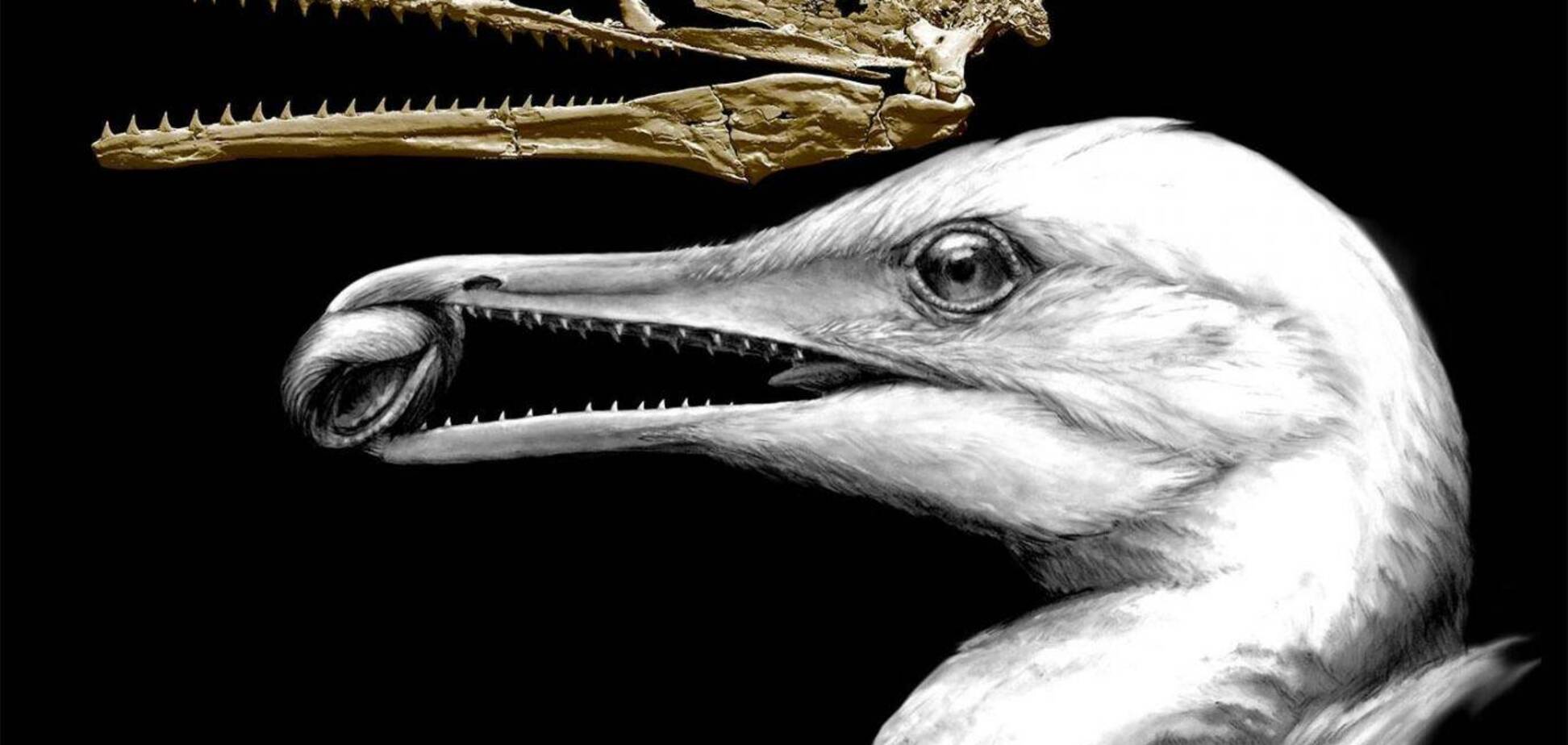 Чайка-динозавр: ученые воссоздали облик древних птиц