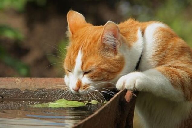 Жара в Украине