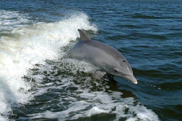 У берегов Одессы заметили дельфинов