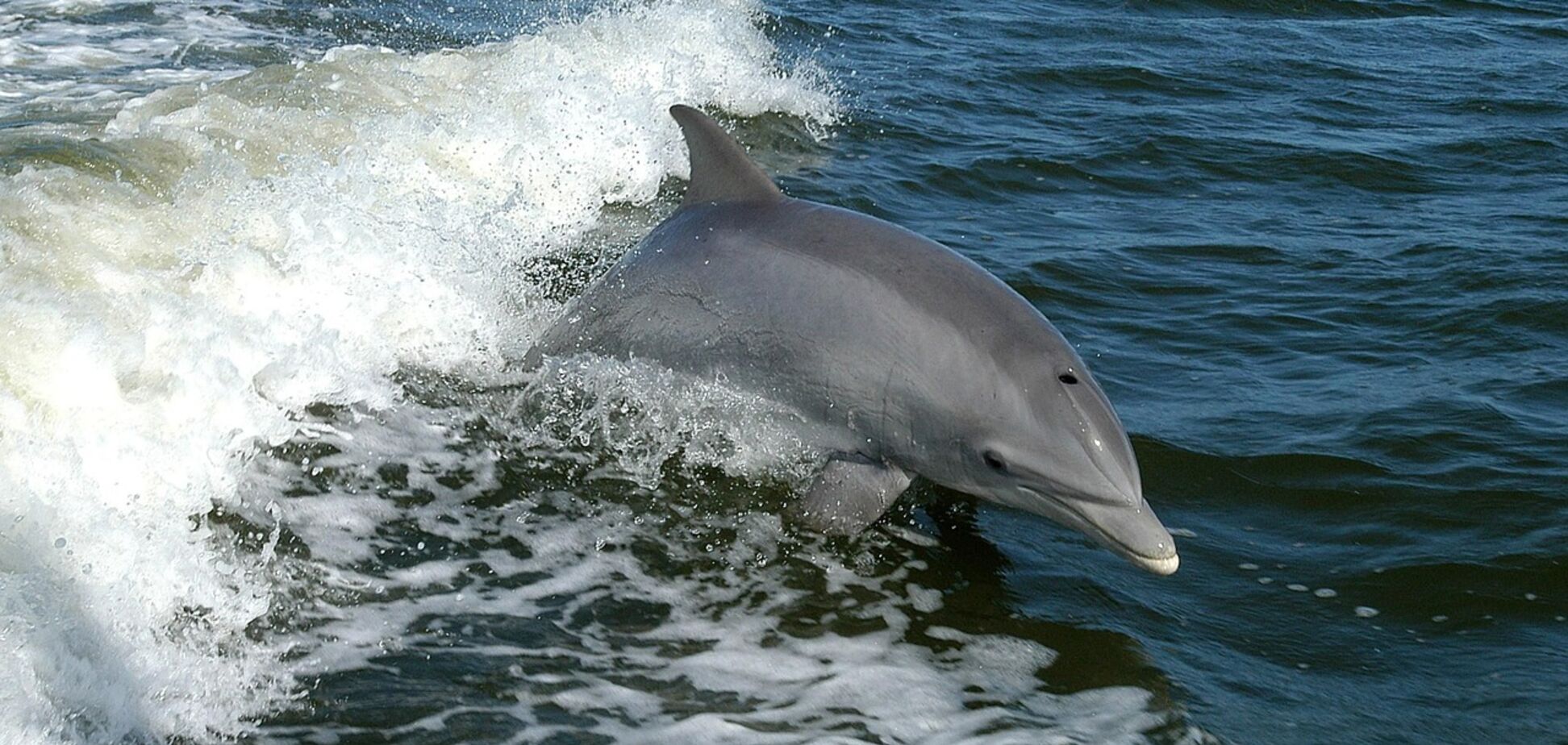 Біля берегів Одеси помітили дельфінів