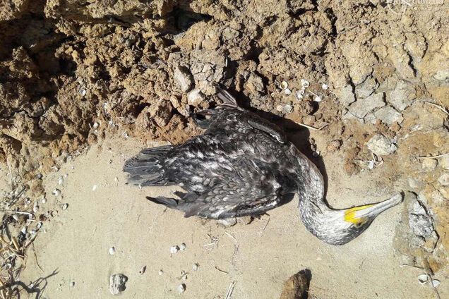 На побережье Азовского моря заметили десятки мертвых птиц