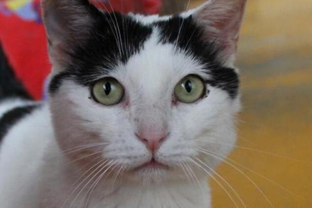 В Італії кіт став мільйонером: як йому це вдалося