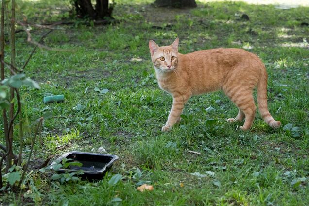 Влаштували полювання: у Києві масово вбивають котів