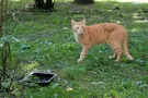 Устроили охоту: в Киеве массово убивают котов