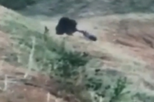 В Индии медведь убил таксиста во время селфи