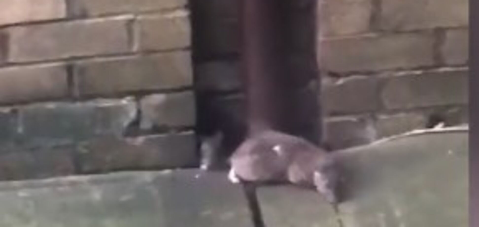 'Чудовищные монстры': британский город атаковали огромные крысы