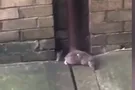 крысы Халл