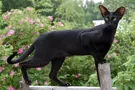 В Одессе выберут самого длинного кота