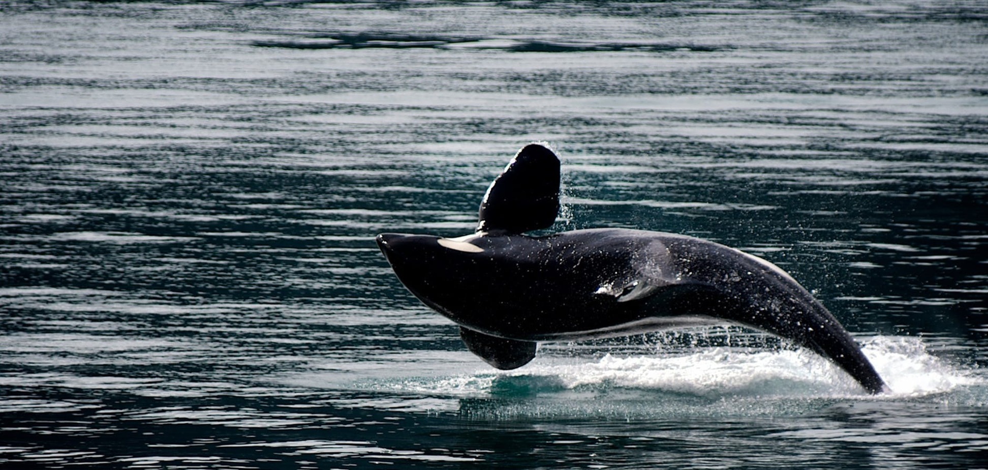 Біля узбережжя в Маріуполі помітили дельфінів