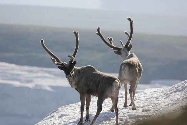 Иная реальность: дрон снял хоровод северных оленей
