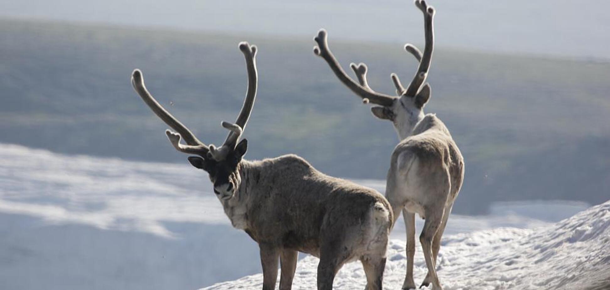 Иная реальность: дрон снял хоровод северных оленей