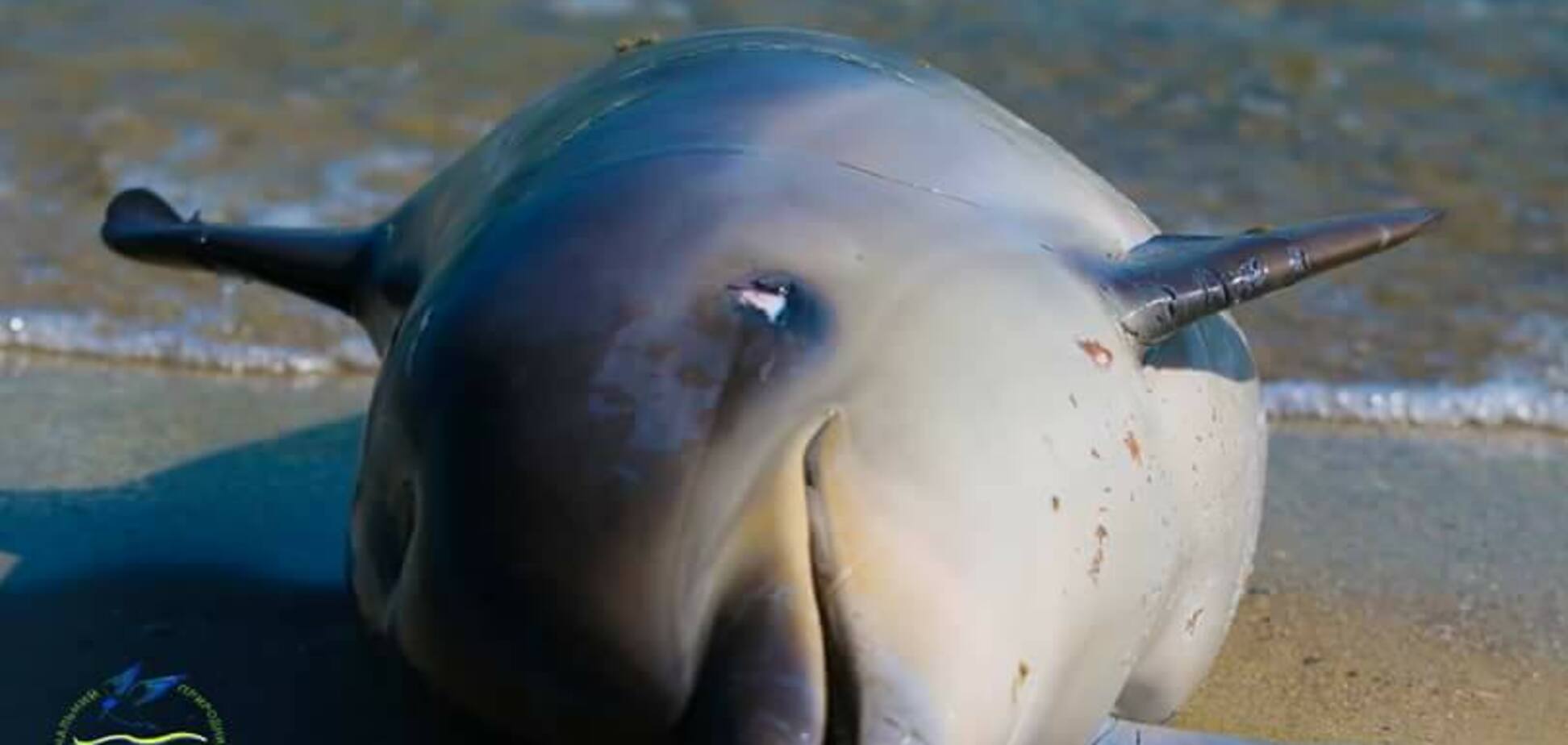 В Одесской области на берегу нашли мертвого дельфина