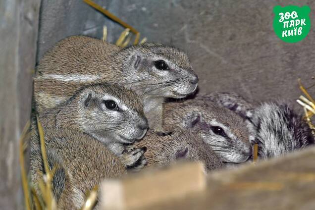 В Киеве поселилась семья экзотических белок