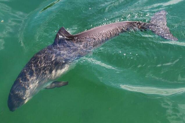 У берегов Бердянска засняли редких дельфинов