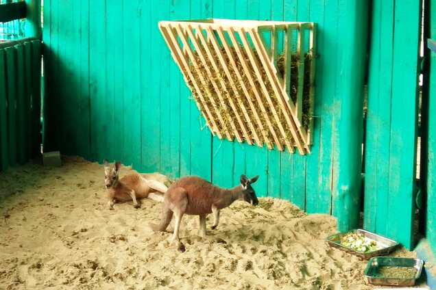 У Бердянську оселилися живі символи Австралії