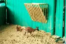 В Бердянске поселились живые символы Австралии