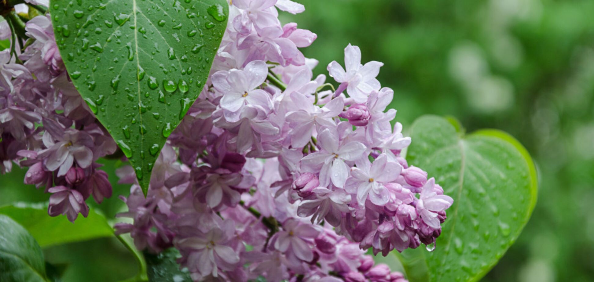 Где ждать дожди 9 мая: синоптик уточнила прогноз погоды по Украине