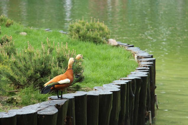 Птицы из харьковского зоопарка улетели в 'командировку'. Видеофакт