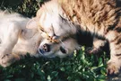 Друг недели: 4 собаки Днепра, которые ищут дом