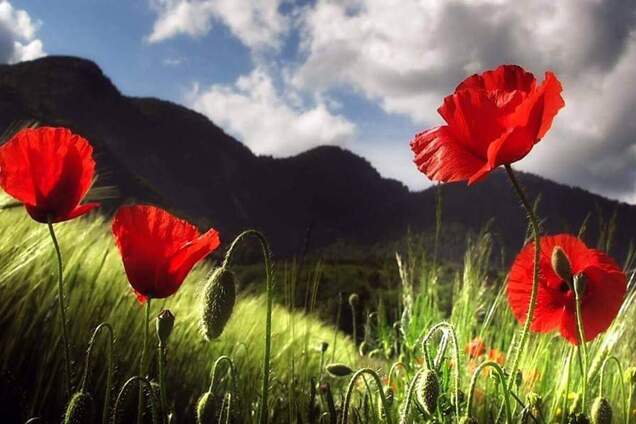 ВОВаны: мы всех спасли, теперь нам все должны