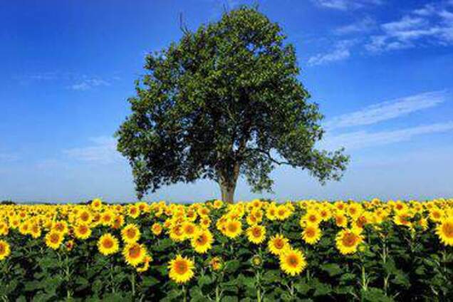 Погода в Украине