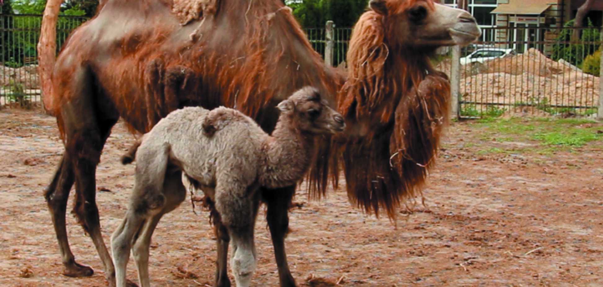 В зоопарке Харькова родился милый верблюжонок: опубликованы фото и видео