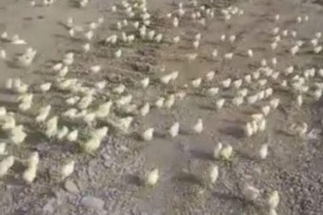 На свалке в Грузии массово вылупились цыплята: забавное видео 