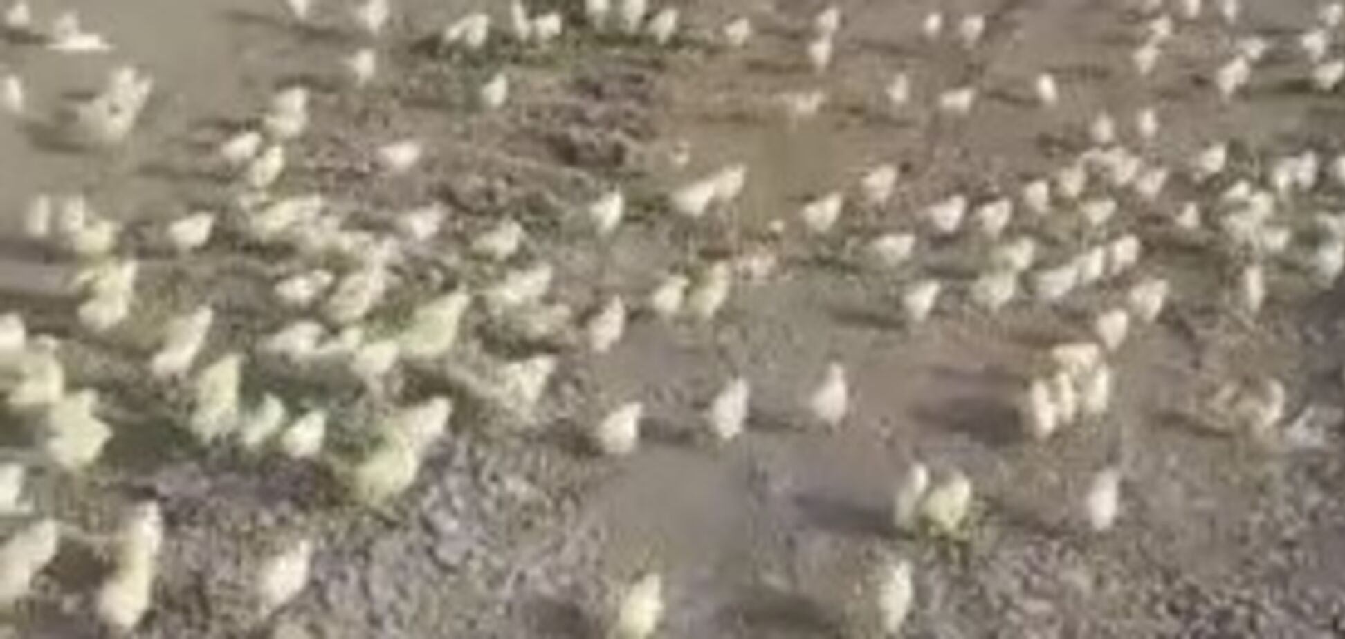 На звалищі в Грузії масово вилупилися курчата: кумедне відео