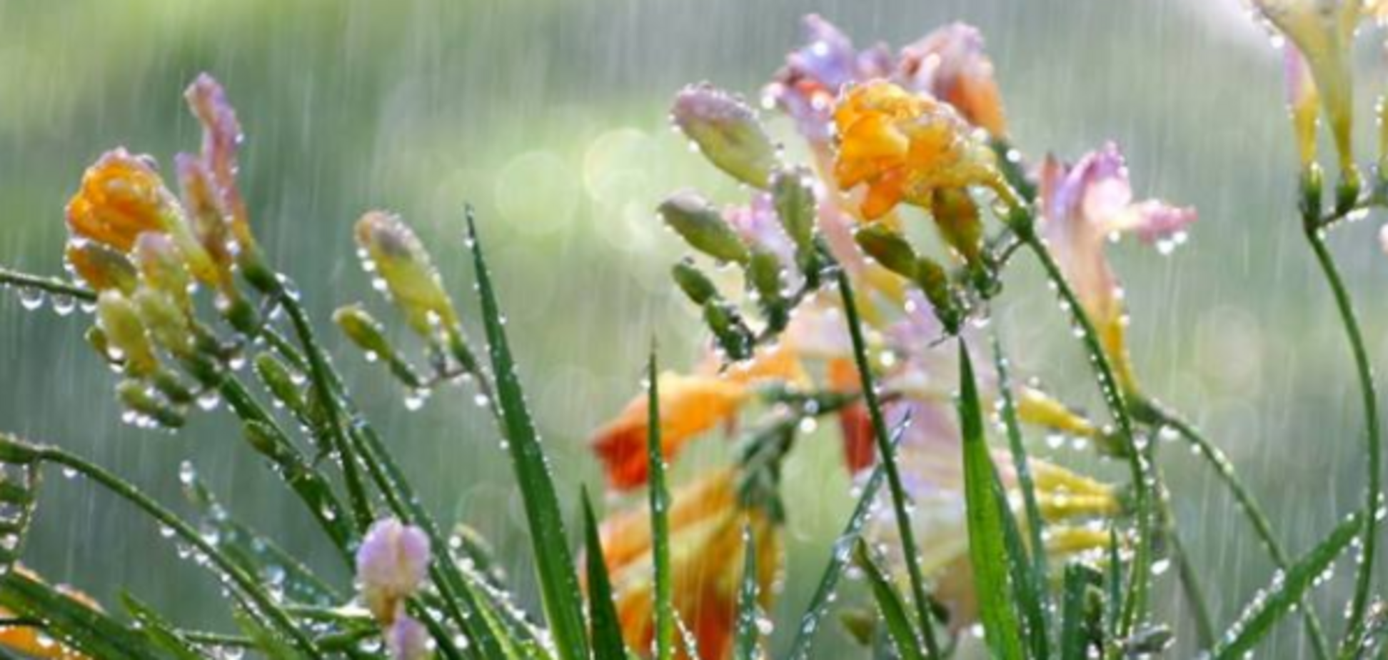 Грозы и жара: погода в Украине до конца недели