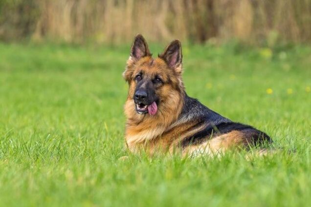 Як нам врегулювати проблему із собачим лайном