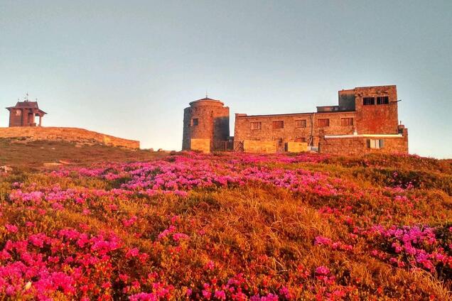В Карпатах зацвел цветок любви: впечатляющие фото и видео с горных вершин